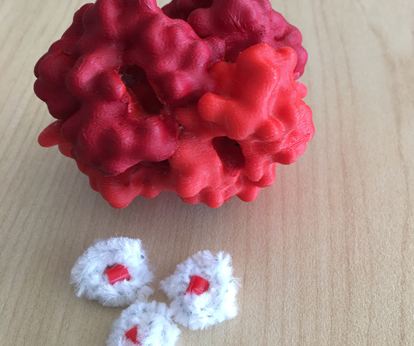 Hemoglobin model
