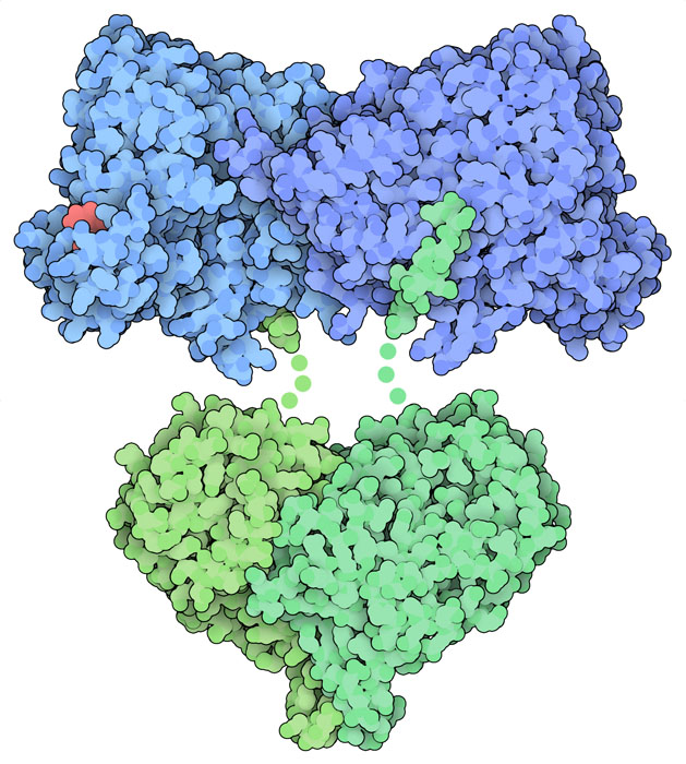 Escherichia coli ribonucleotide reductase forms a tetramer with two alpha subunits (blue) and two beta subunits (green). A nucleotide (red) is bound in a regulatory site in this structure.