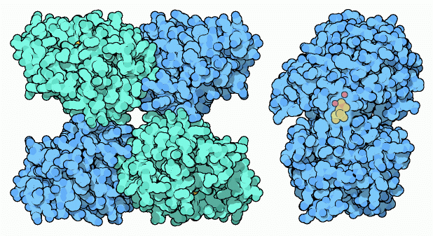 Phosphoglycerate mutase from yeast (left) and bacteria (right).